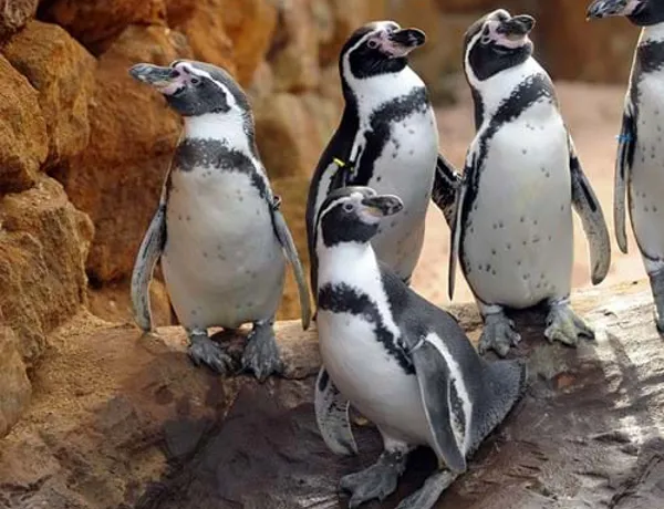 Site Pinguins