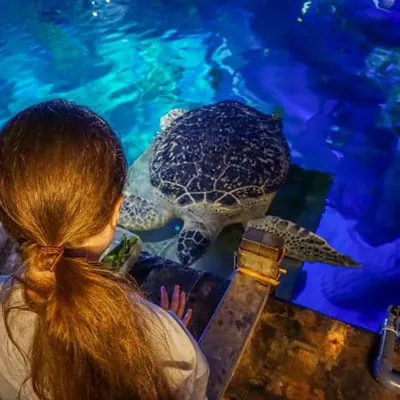 Thumbnail Sealife Porto Turtle