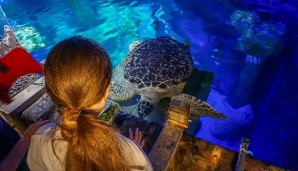 Thumbnail Sealife Porto Turtle