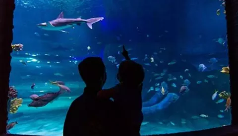 Shark Tank Silhouette