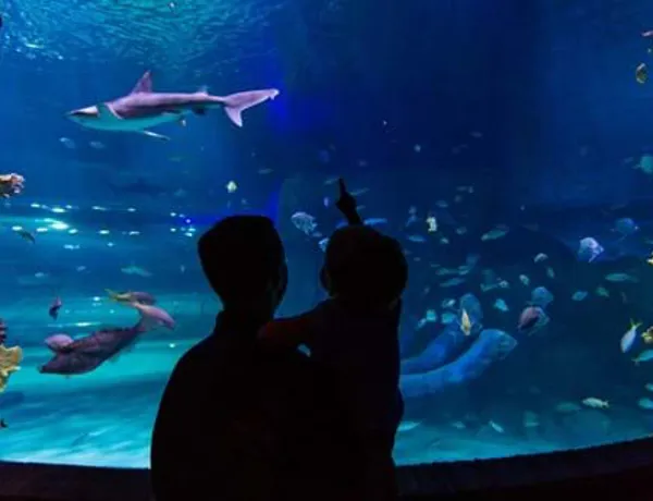 Shark Tank Silhouette