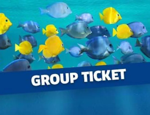 Group Ticket
