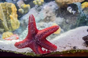 Estrelas Do Mar