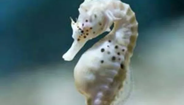 Big Belly Seahorse 266X176