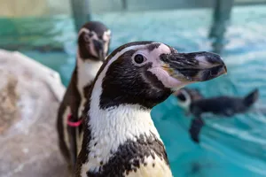 Pinguim