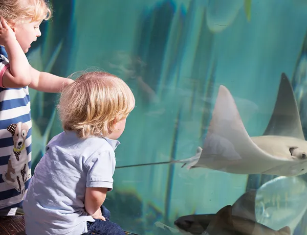 Sealife Cownose Raia