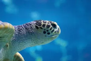 Turtle Beach