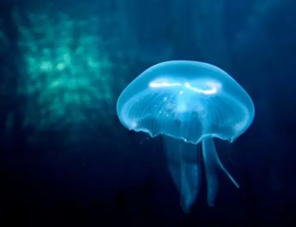 Jellyfish2
