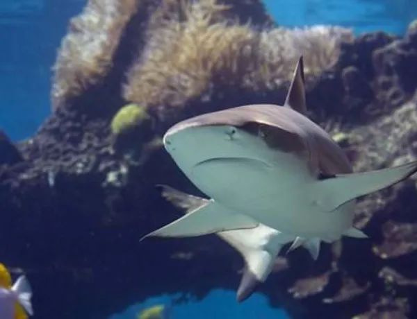 SHARK