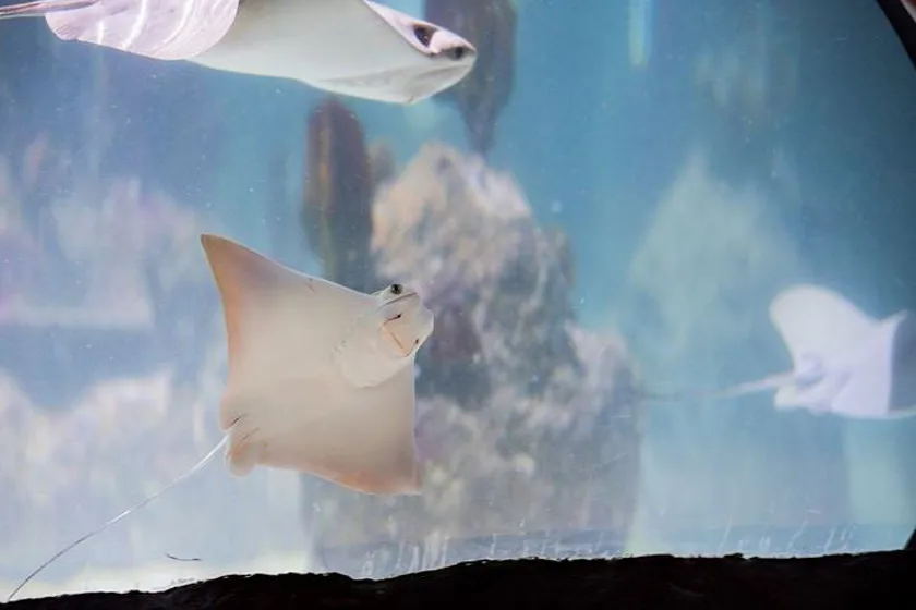 Sea Rias SEA LIFE Porto | Raias