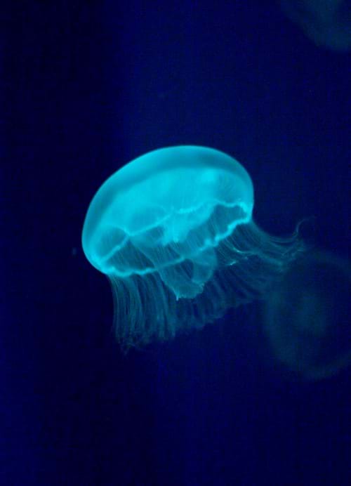 Jellyfish At Sea Life