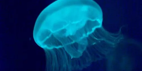 Jellyfish At Sea Life