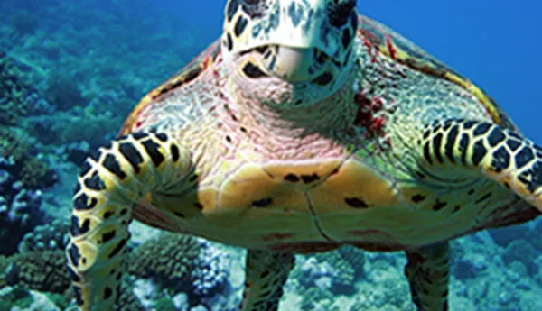 Circle Turtle