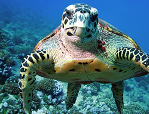 Circle Turtle