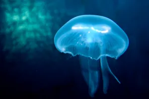 Jelly