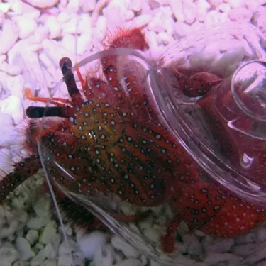 Hermit Crab | SEA LIFE Aquarium