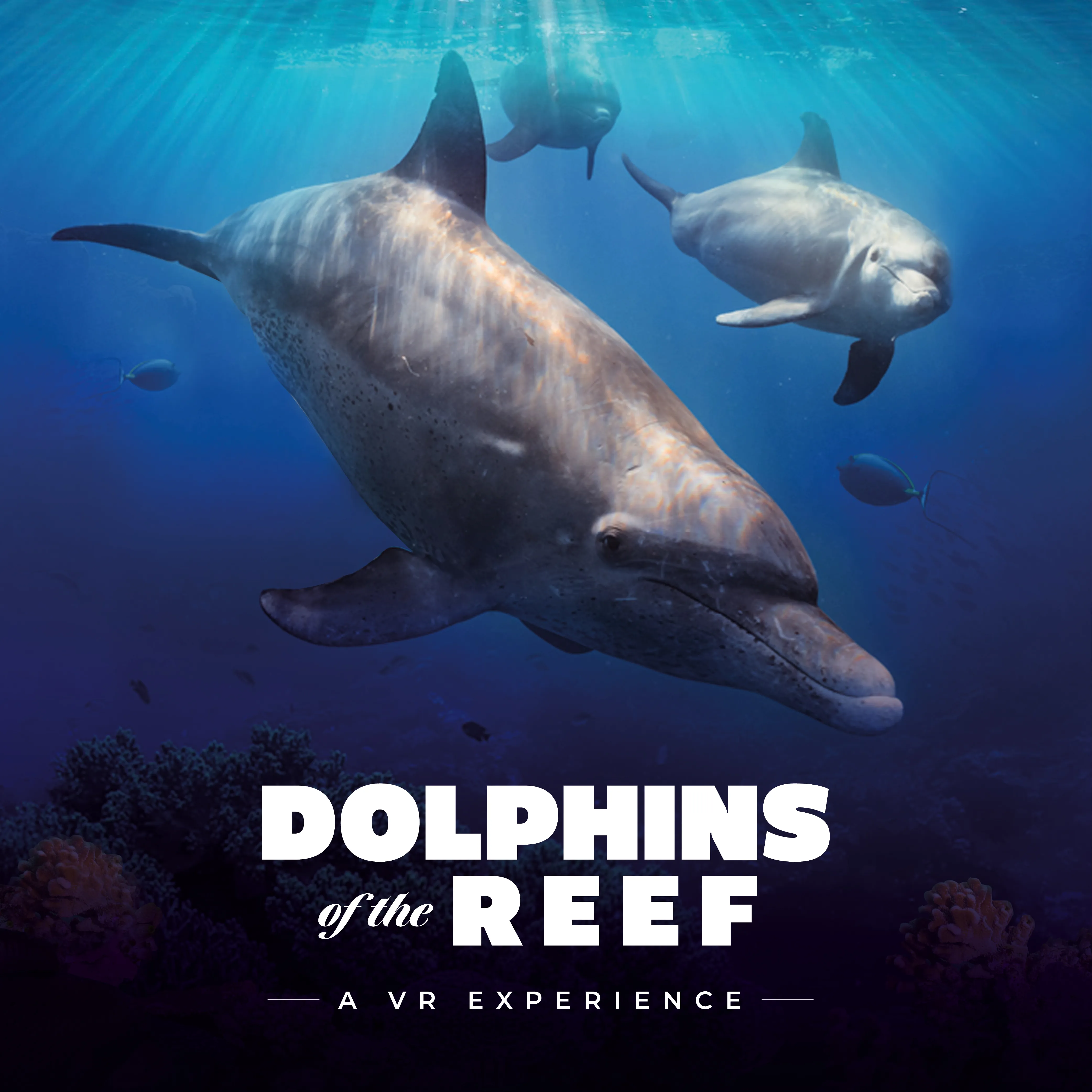 DOLPHINS OF THE REEF ENGLISH SOCIAL 1000 X 1000 GENERIC 1