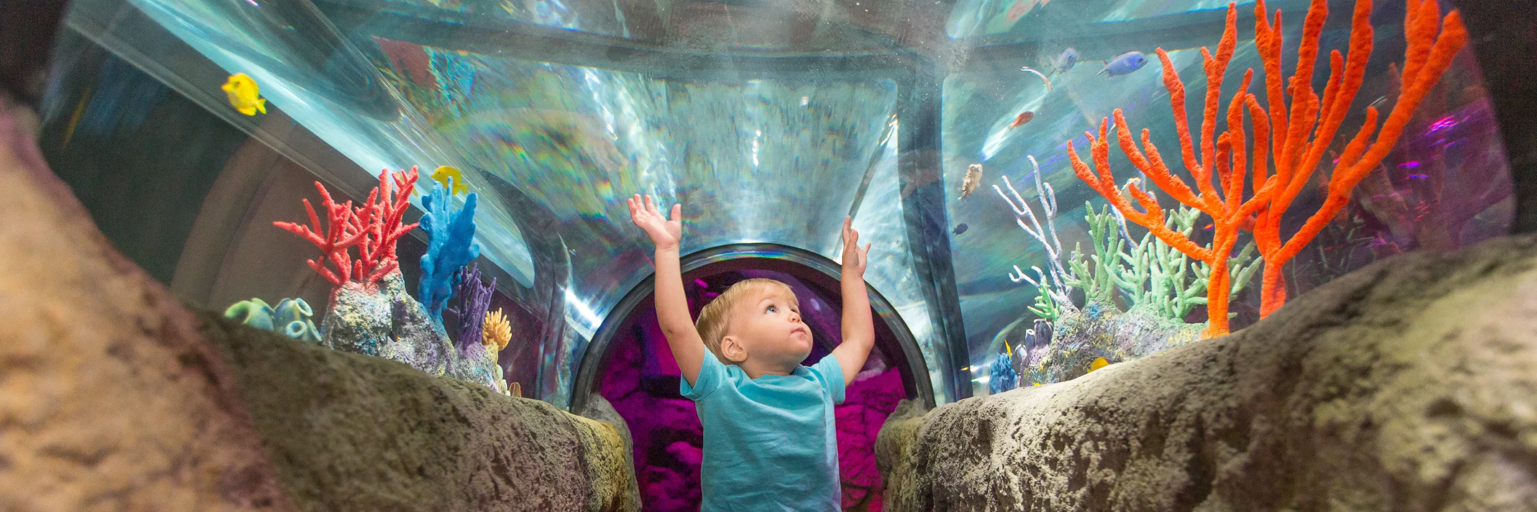 Child enjoying pop-up exhibit at SEA LIFE San Antonio