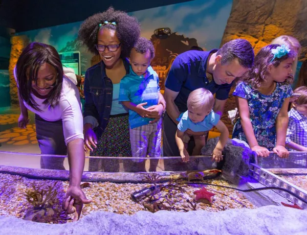Touchpool | SEA LIFE Aquarium