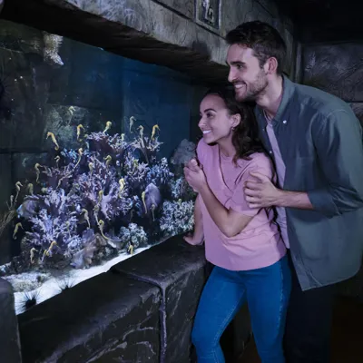 10722 Sealife Day24412 Fin V5 Crop Lo Res