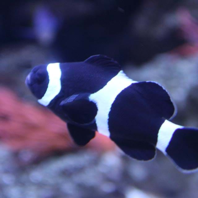 Black Clownfish | SEA LIFE Aquarium