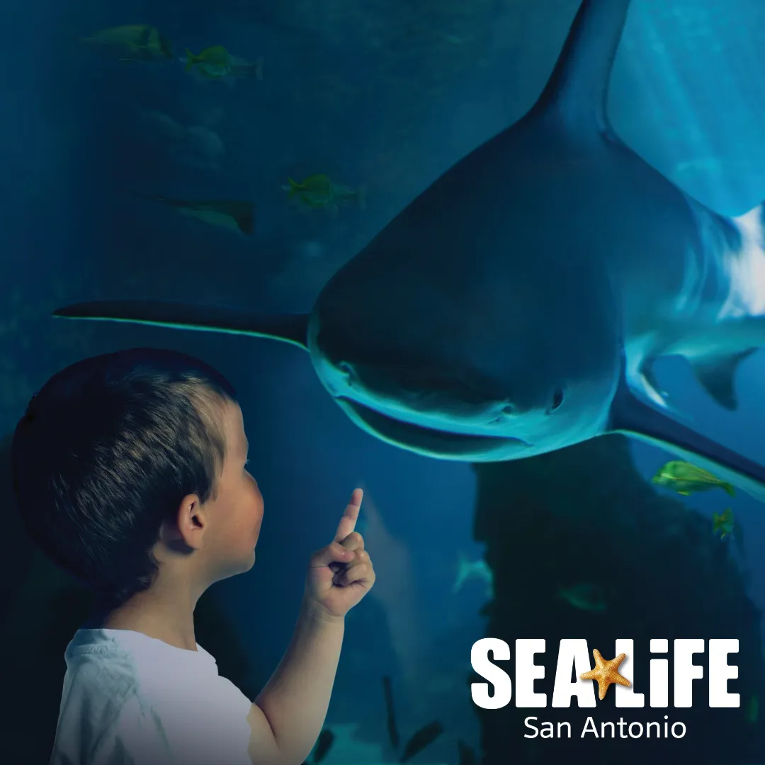 Shark Month at SEA LIFE San Antonio