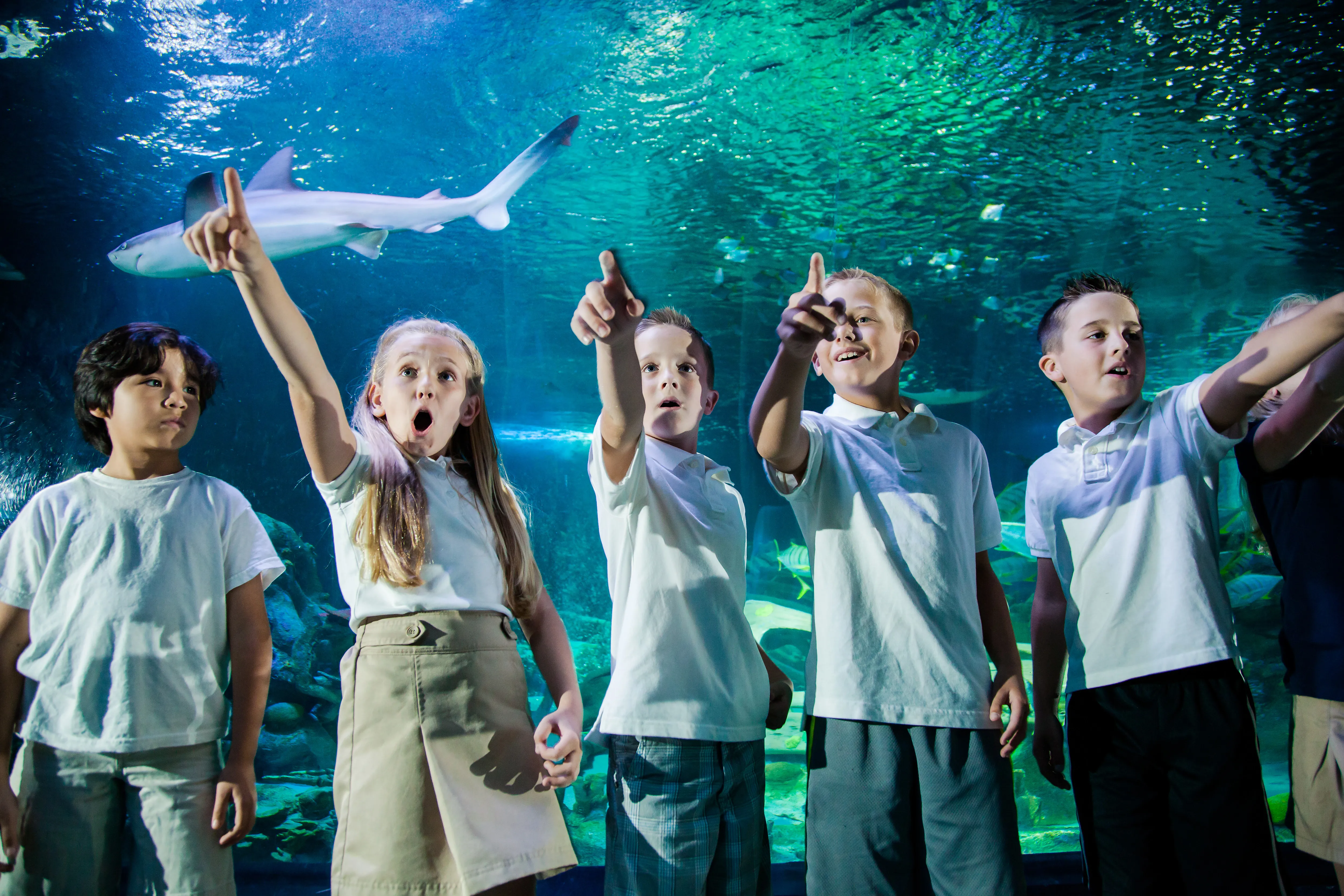 Family Tunnel 3000X1000 | SEA LIFE Aquarium