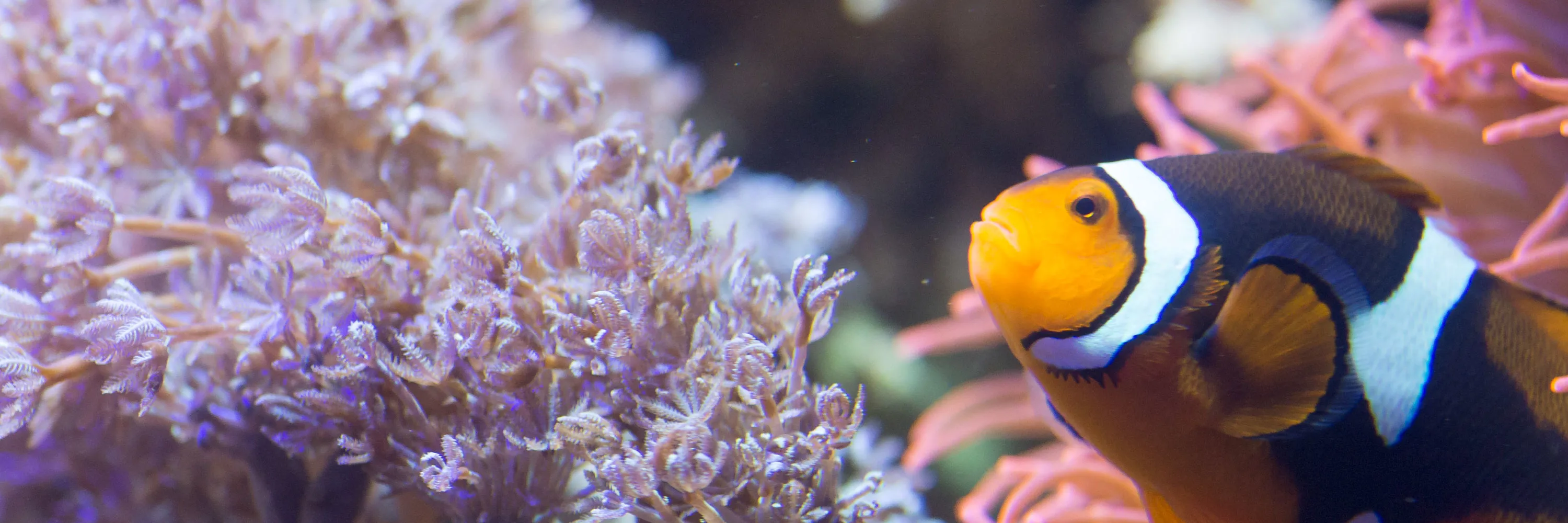 Creatures at SEA LIFE Aquarium