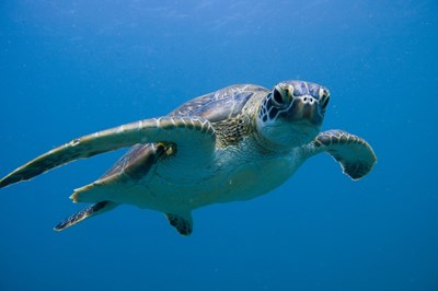 Green Sea Turtle Header | SEA LIFE Aquarium