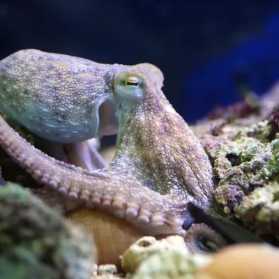 Common Octopus | SEA LIFE San Antonio Aquarium