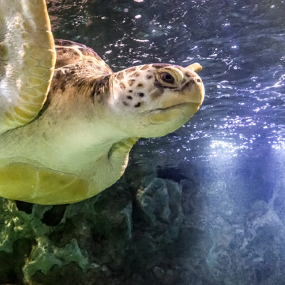 Sea Turtle | SEA LIFE Aquarium