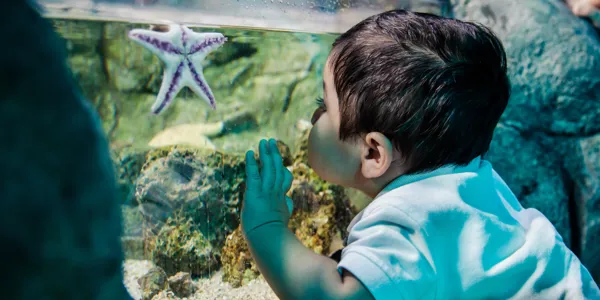 Sealife Schools Seastar Youngboy | SEA LIFE Aquarium