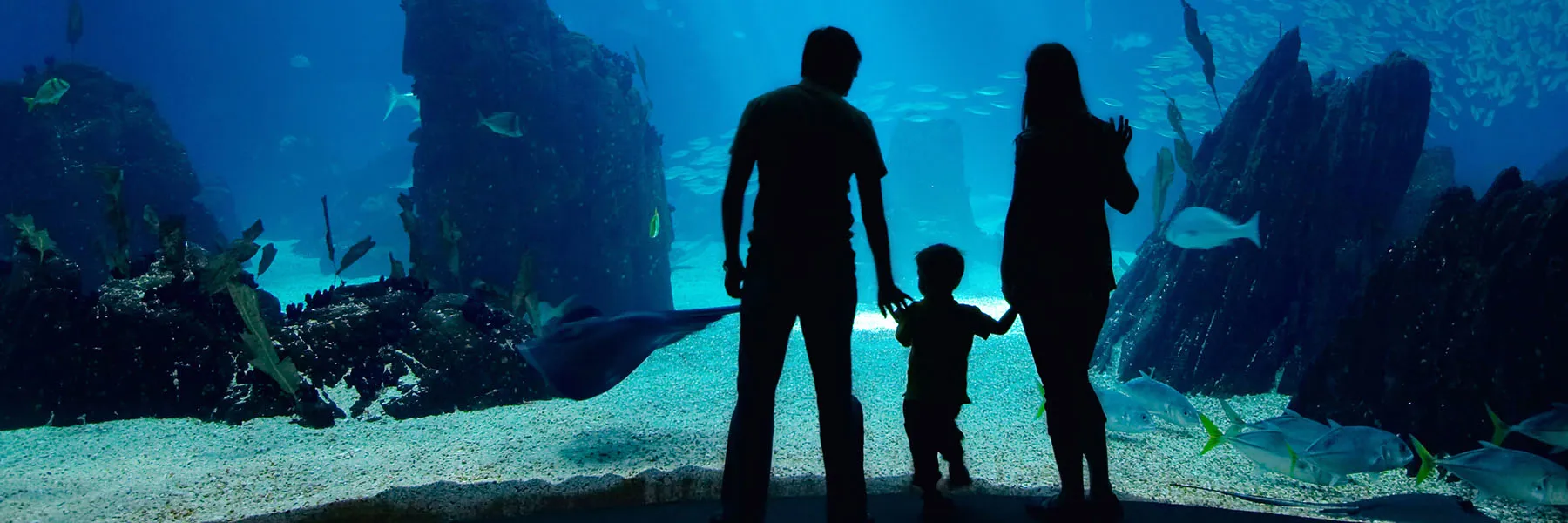 Ocean Tunnel at SEA LIFE San Antonio