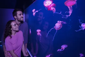 10717 Sealife Day22487 Fin V5 Crop Lo Res
