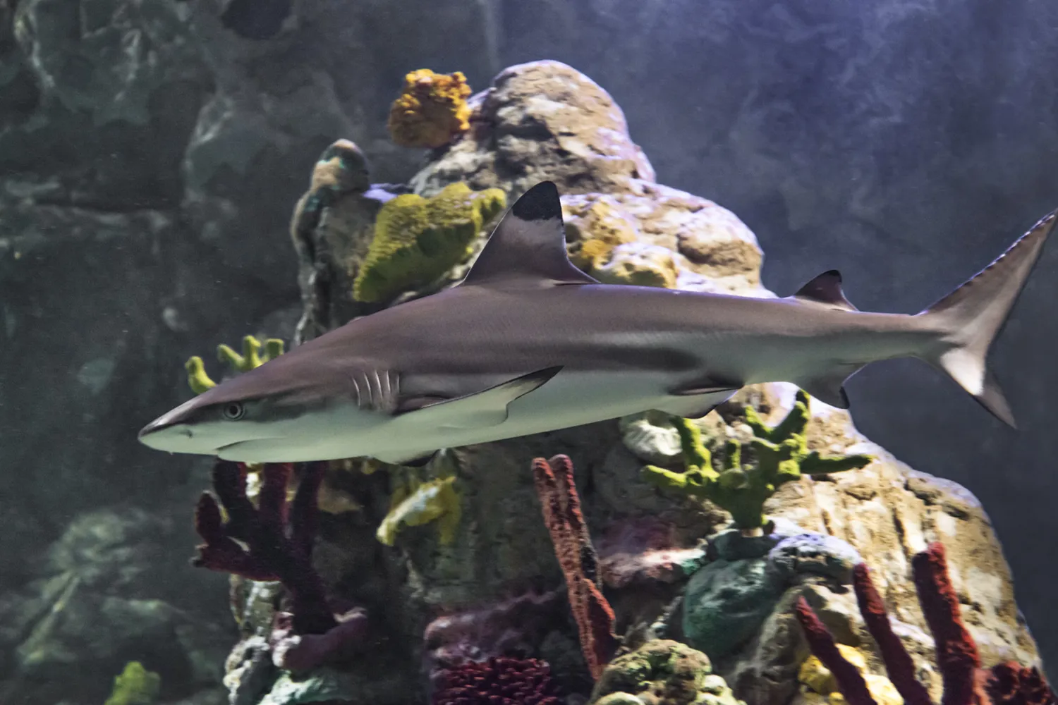 Sharks SEA LIFE San Antonio Aquarium