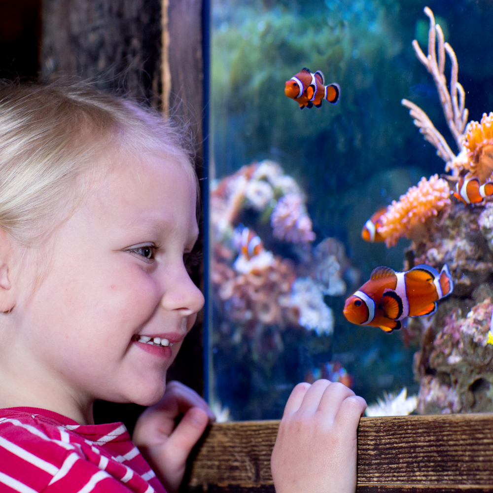 Nemo Girl | SEA LIFE Aquarium