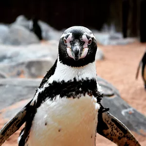 Humboldt Penguin 2