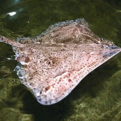 STINGRAY
