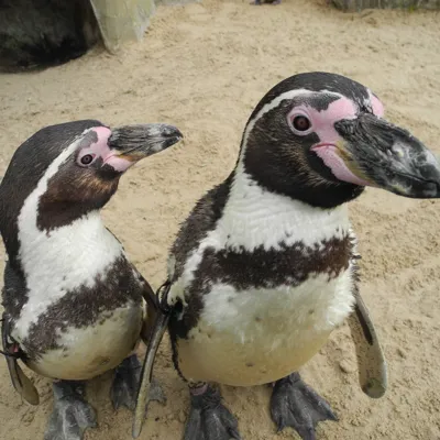 Humboldt Penguin And Chick