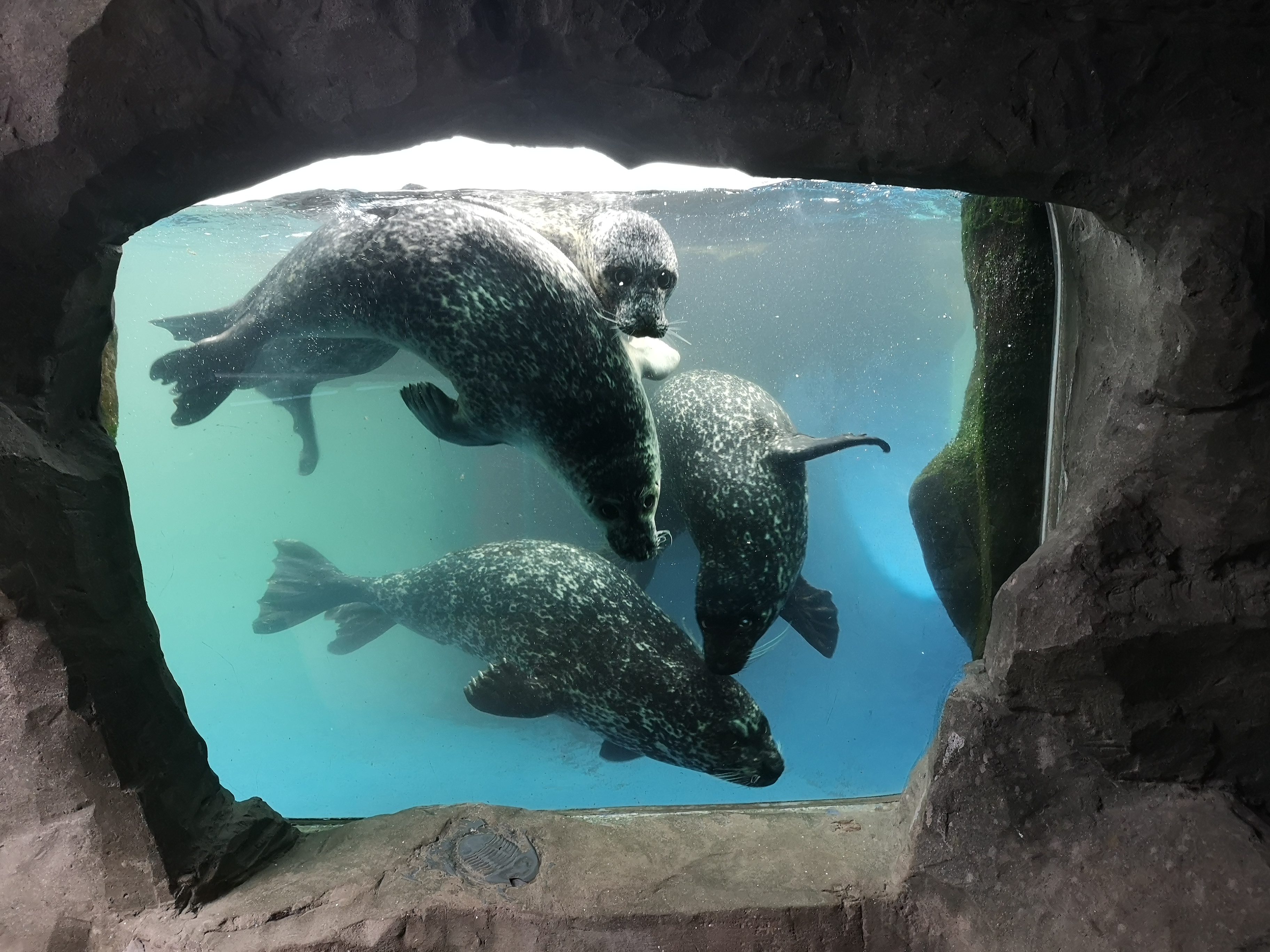 SEA LIFE Scarborough Seals