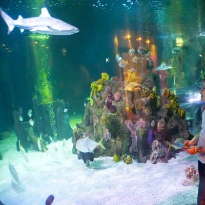 Family looking at the ocean tunnel at SEA LIFE
