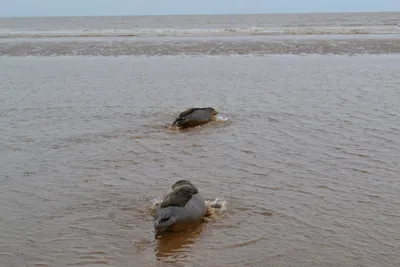 Seal Release to Wilde at SEA LIFE Scarborough Seal Hospital