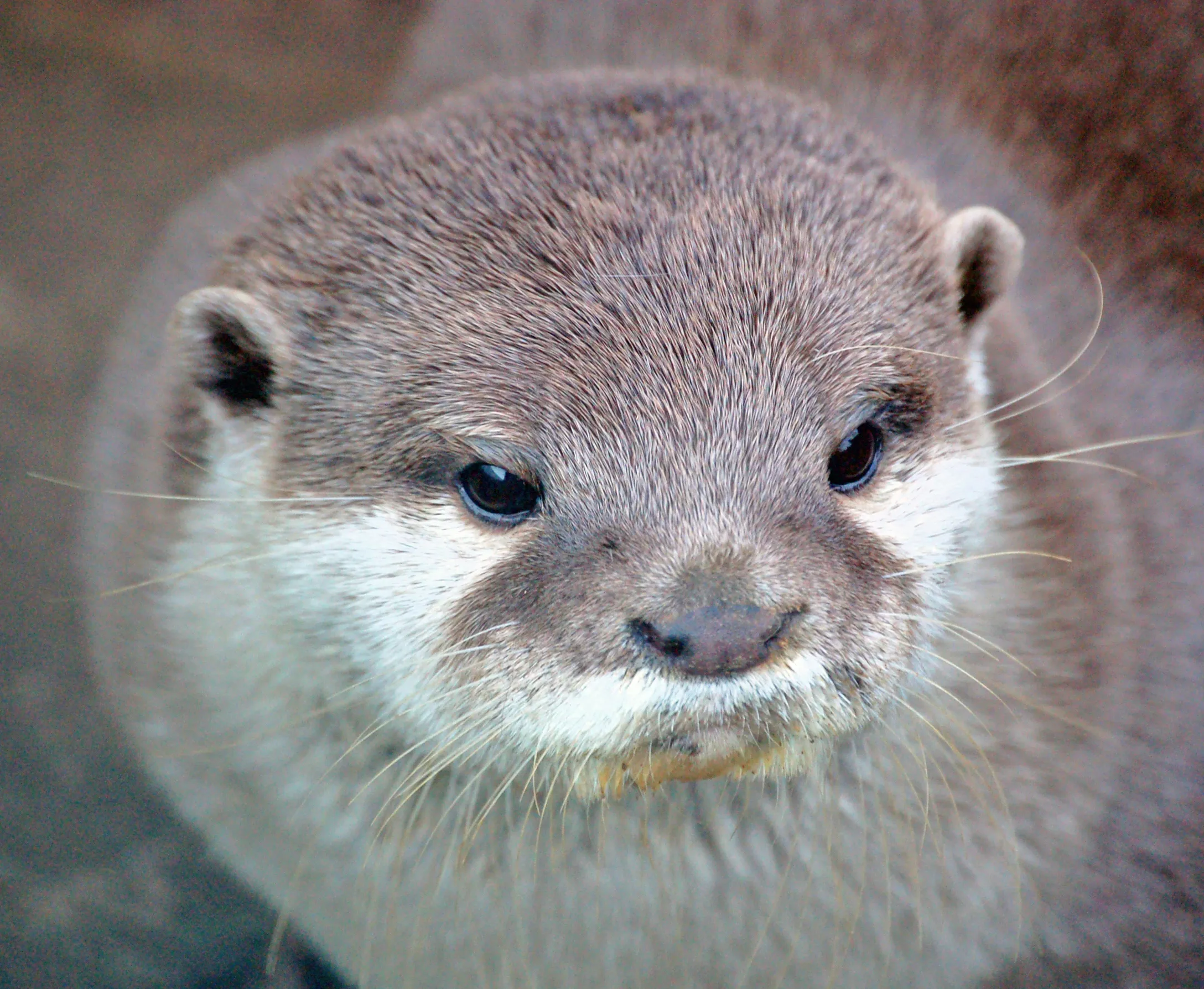 Otter Scarborough