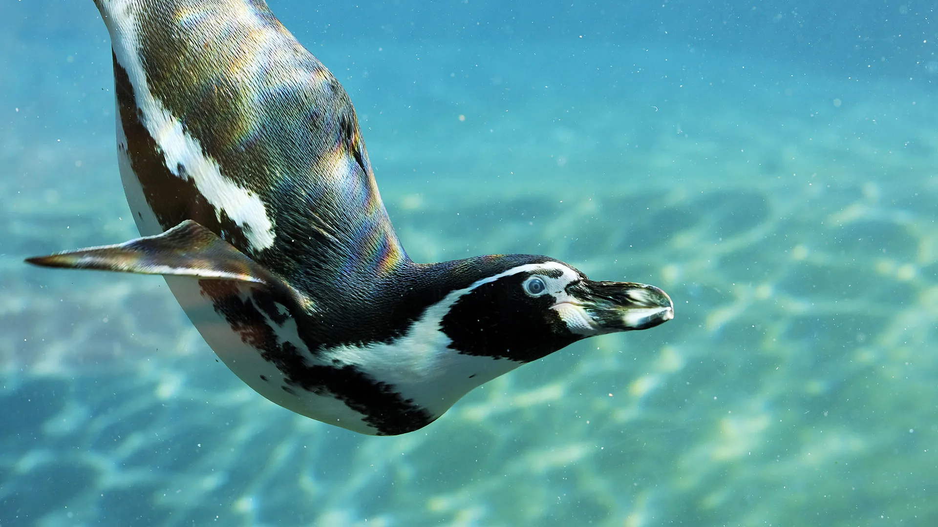 Swimming penguin