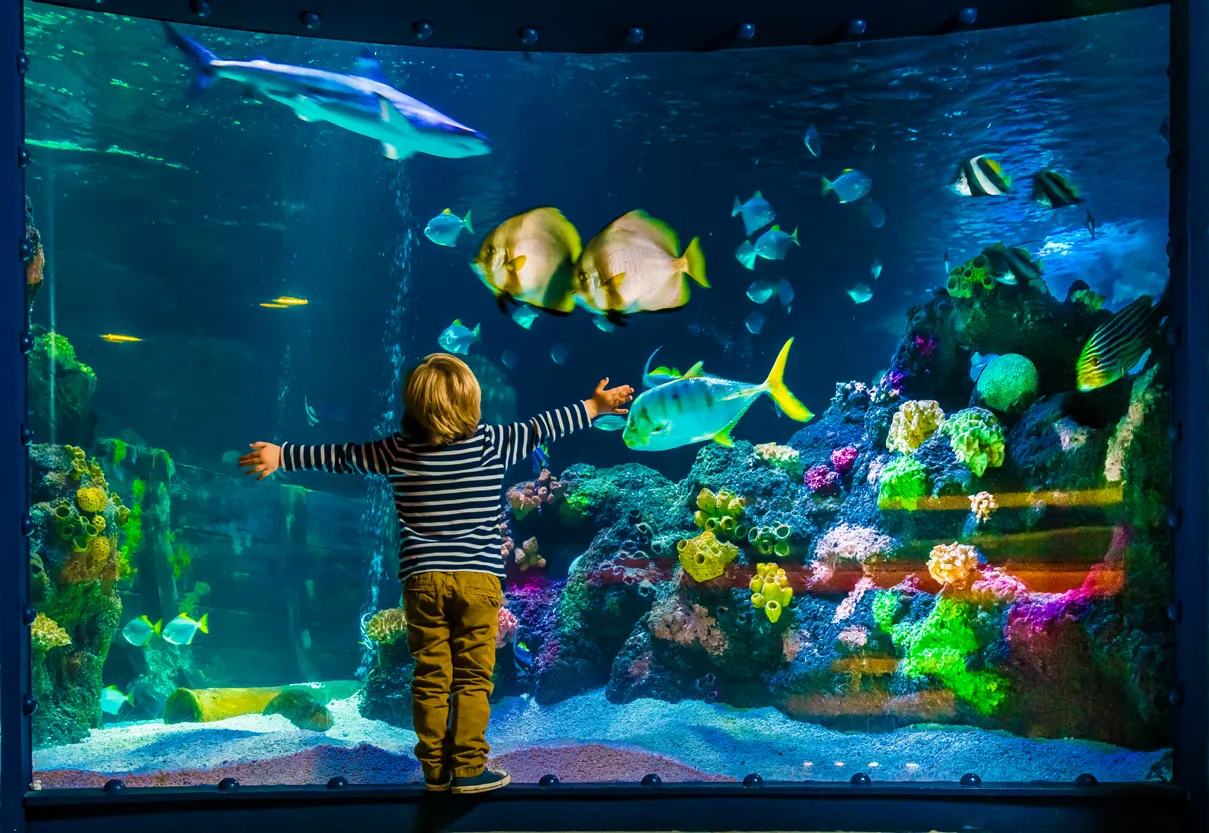 Child In Front Of Aquarium