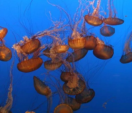 800Px Jellyfish Aqurium
