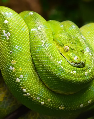 Rainforest Creatures | SEA LIFE Scarborough Aquarium