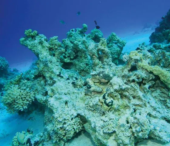 Coral reefs