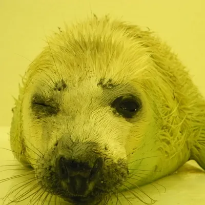 Rescued Seals at SEA LIFE Scarborough