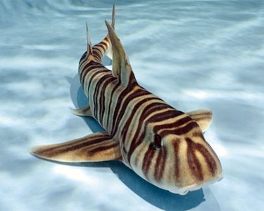 Zebra Horn Shark at SEA LIFE